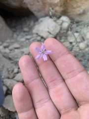 Stephanomeria tenuifolia