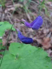 Lathyrus cyaneus