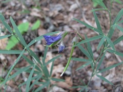 Lathyrus cyaneus