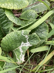 Phytomyza primulae