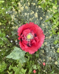 Papaver somniferum