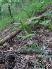 Lathyrus cyaneus