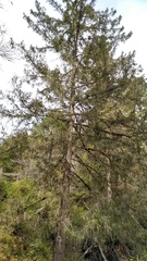 Picea martinezii