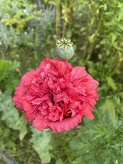 Papaver somniferum