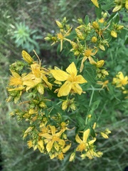 Hypericum perforatum