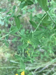 Hypericum perforatum