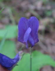 Lathyrus cyaneus