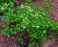 Physocarpus monogynus