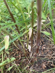 Hypericum perforatum