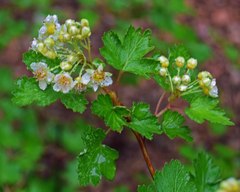 Physocarpus monogynus