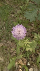 Knautia arvensis