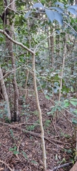 Elaeodendron croceum