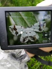 Eversmannia exornata