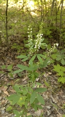 Melilotus albus