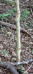 Elaeodendron croceum