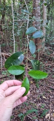 Elaeodendron croceum