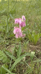 Lathyrus sylvestris