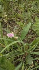 Lathyrus sylvestris