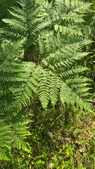 Pteridium pinetorum