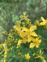 Hypericum perforatum