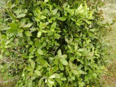 Ilex × altaclerensis