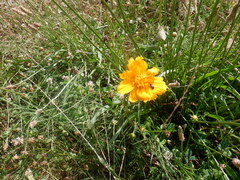 Cosmos sulphureus