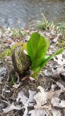 Symplocarpus foetidus