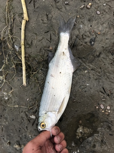 iNaturalist observation 2021-06-21