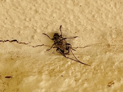 Eutrichillus canescens