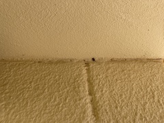 Eutrichillus canescens