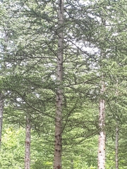 Cedrus atlantica