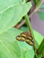 Ricania simulans