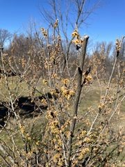 Hamamelis vernalis