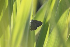 Satyrium acadica