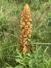 Orobanche elatior