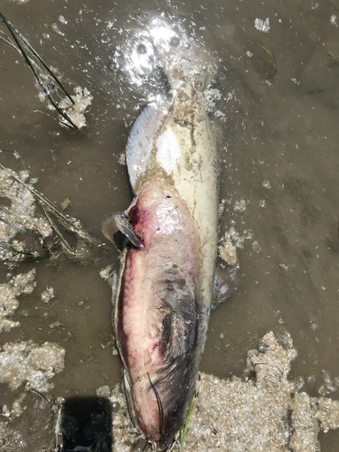 iNaturalist observation 2021-06-22