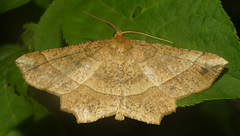 Euchlaena tigrinaria