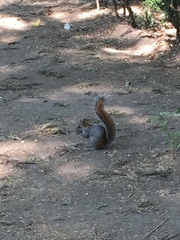 Sciurus aureogaster