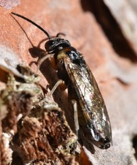 Periclista