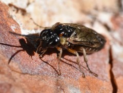 Periclista