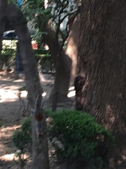 Sciurus aureogaster