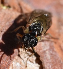 Periclista