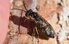 Periclista