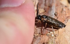 Periclista