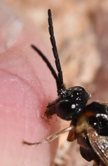 Periclista