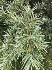 Hippophae rhamnoides