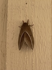 Automeris zephyria