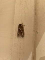 Automeris zephyria