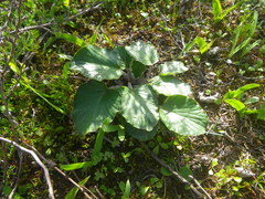 Pelargonium asarifolium