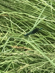 Calopteryx splendens